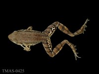 藏品(腹斑蛙)的圖片